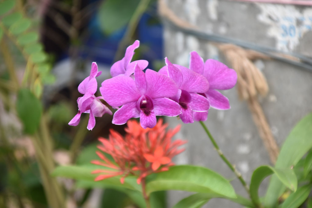 বেগুনি রঙের ডেনড্রোবিয়াম অর্কিড, যা অর্কিডের একটি বৃহৎ প্রজাতি। এটি মথ অর্কিড নামেও পরিচিত। এরা তাদের লম্বা ফুলের ডাল এবং প্রাণবন্ত ফুলের জন্য পরিচিত, যা বেগুনি, গোলাপি, সাদাসহ বিভিন্ন রঙের হতে পারে। এরা সাধারণত নাতিশীতোষ্ণ অঞ্চলে বেড়ে ওঠে এবং ছায়াময় ও আর্দ্র স্থান পছন্দ করে। ছবিটি রাজশাহী নগরীর সাহেববাজার জিরো পয়েন্ট এলাকায় টব থেকে তোলা। ছবি: মিলন শেখ