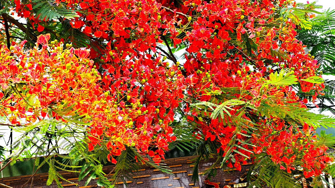 ব্রাহ্মণপাড়ায় কৃষ্ণচূড়া ফুলে রাঙা প্রকৃতি। সড়ক, স্কুল ও গ্রামজুড়ে ছড়ানো সৌন্দর্যে মুগ্ধ মানুষ। মোশাররফ হোসেন খান চৌধুরী বিশ্ববিদ্যালয় কলেজের প্রধান ফটক থেকে আজ সকালে তোলা। ছবি: আজকের পত্রিকা