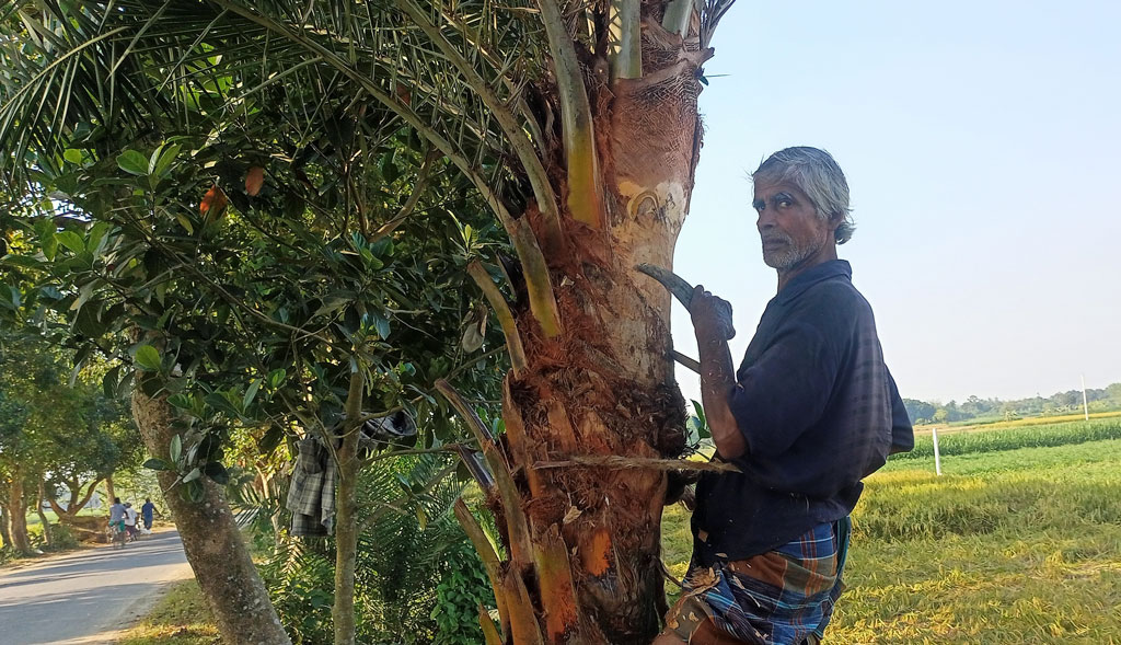 শীত নামতেই খেজুরের রস সংগ্রহে মেহেরপুরের গাংনী উপজেলায় ব্যস্ততা বেড়েছে  গাছিদের। মাঠ-পাড়ায় ঘুরে ঘুরে গাছ ছাপানোর (রসের জন্য তৈরি করা) কাজ প্রায় শেষ। এখন অপেক্ষা মিষ্টি রস আর সোনালি গুড়ের। উপজেলার তেরাইল গ্রাম থেকে আজ সকালে তোলা। ছবি: রাকিবুল ইসলাম