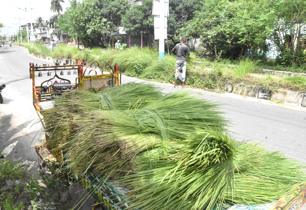 রাজশাহী নগরীর বিভিন্ন সড়কের আইল্যান্ডে জন্মানো ঘাস কেটে নিয়ে যাচ্ছেন পান চাষিরা। এসব ঘাস পানের বরজে লতার গাছ বাঁধার কাজে ব্যবহার করা হবে। আজ শনিবার নগরীর মেহেরচণ্ডী উত্তরপাড়া এলাকা থেকে ছবিটি তোলা হয়েছে। ছবি: মিলন শেখ