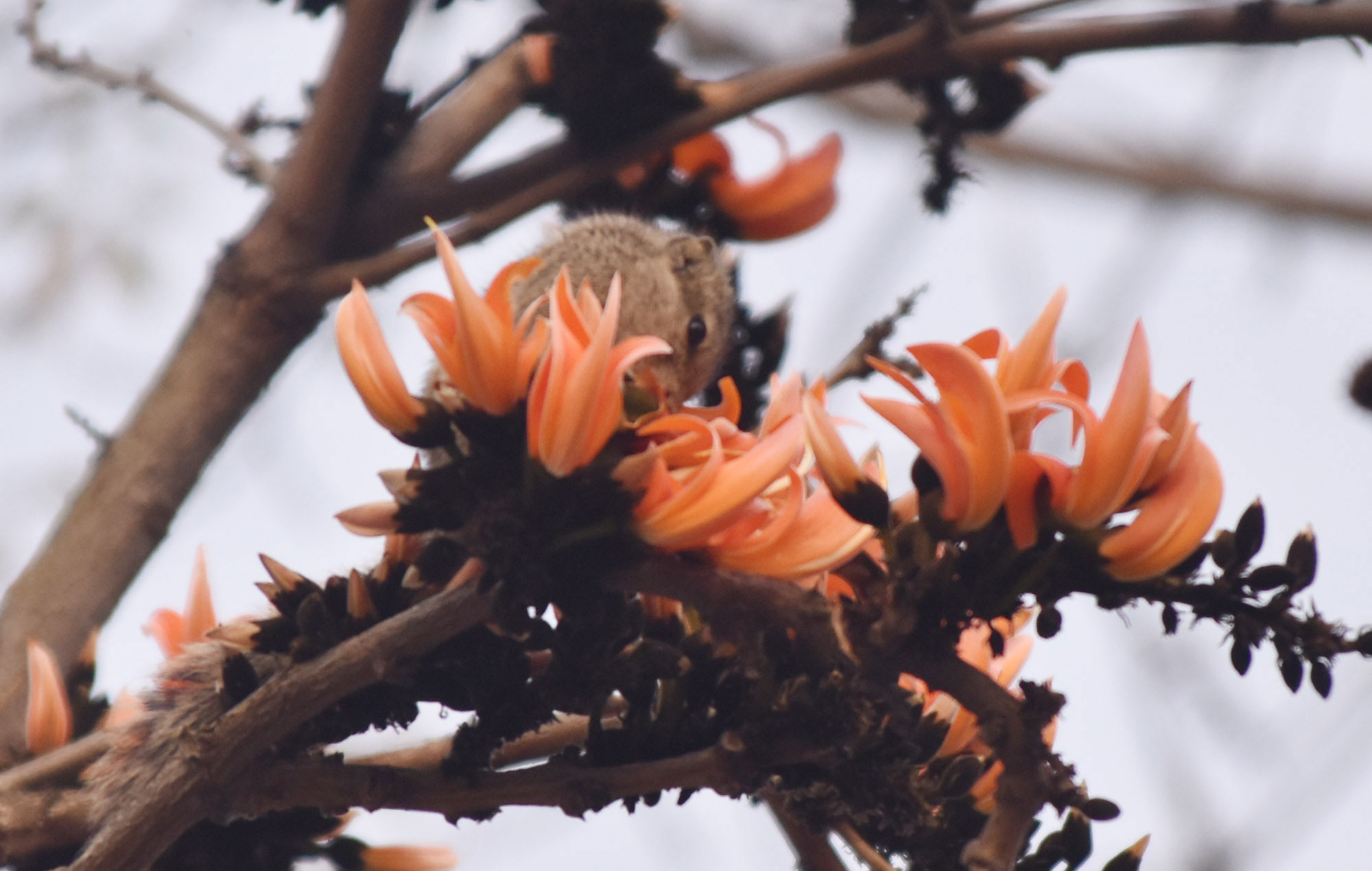 বসন্তের ছোঁয়ায় গাছে গাছে ভরে উঠেছে লাল পলাশ ফুল। সেই ফুলের নরম পাপড়ি এবং ফুলের কুঁড়ি খেতে ব্যস্ত কাঠবিড়ালি। প্রকৃতির এই মনোরম দৃশ্যটি ধরা পড়েছে রাজশাহীর নিউ গভর্নমেন্ট ডিগ্রি কলেজ মাঠে। ছবি: মিলন শেখ
