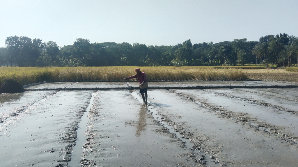 সাতক্ষীরা জেলার তালা উপজেলার পাটকেলঘাটা এলাকায় শুরু হয়েছে বোরো ধান চাষের প্রস্তুতি। তৈলকুপির বিস্তীর্ণ বিলে নতুন ফসলের সোনালি স্বপ্নে বুক বেঁধে বীজতলা তৈরি করছেন কৃষক শন্তু ঘোষ। তীব্র শীত উপেক্ষা করে আসন্ন বোরো মৌসুমের চারা উৎপাদনের জন্য জমিতে যত্নের সঙ্গে বীজ বপনের উপযুক্ত পরিবেশ তৈরি করছেন তিনি। ছবি: মুজিবুর রহমান