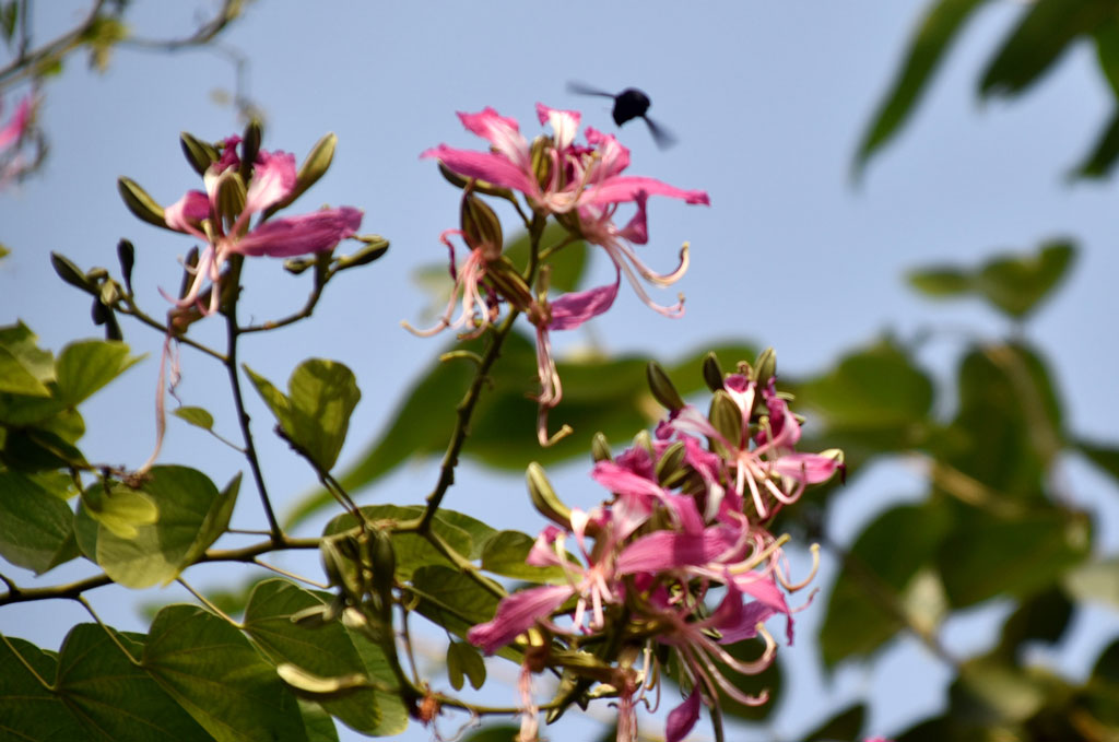 বাউহিনিয়া গাছের ফুল থেকে মধু আহরণ করছে ভোমরা। গাছটি অর্কিড গাছ বা পর্বত আবলুস নামেও পরিচিত। রাজশাহী নগরীর বুলনপুর এলাকা থেকে তোলা। ছবি: মিলন শেখ
