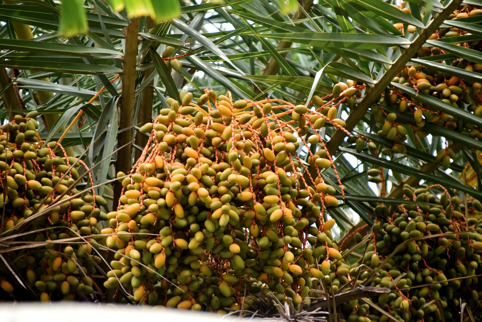 গ্রীষ্মের আগমনী বার্তা নিয়ে রাজশাহীর সিটি বাইপাস এলাকার খেজুরগাছে থোকায় থোকায় ঝুলছে কাঁচা-পাকা খেজুর। রোদ ঝলমলে প্রকৃতির মাঝে মৌসুমি এই ফলের এমন মনোমুগ্ধকর দৃশ্য নজর কাড়ছে পথচারীদের। সম্প্রতি রাজশাহীর সিটি বাইপাস এলাকা থেকে তোলা। ছবি: মিলন শেখ