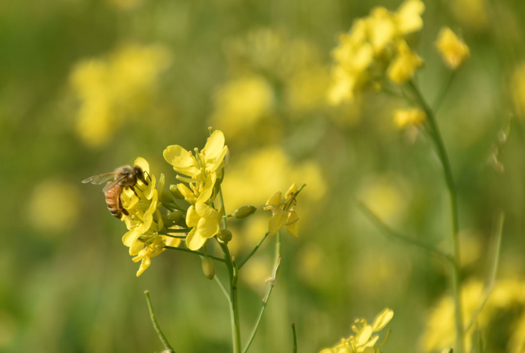 রাজশাহীর পবা উপজেলার হরিপুর ইউনিয়নের ভিলবেলা বিল এখন হলুদ চাদরে মোড়া। ভন ভন শব্দে সরিষা ফুল থেকে মধু আহরণে ব্যস্ত অসংখ্য মৌমাছি। তাদের পরিশ্রমেই তৈরি হয় খাঁটি সরিষা ফুলের মধু, যা আমাদের জন্য শীতের অন্যতম সেরা উপহার। ছবি: মিলন শেখ