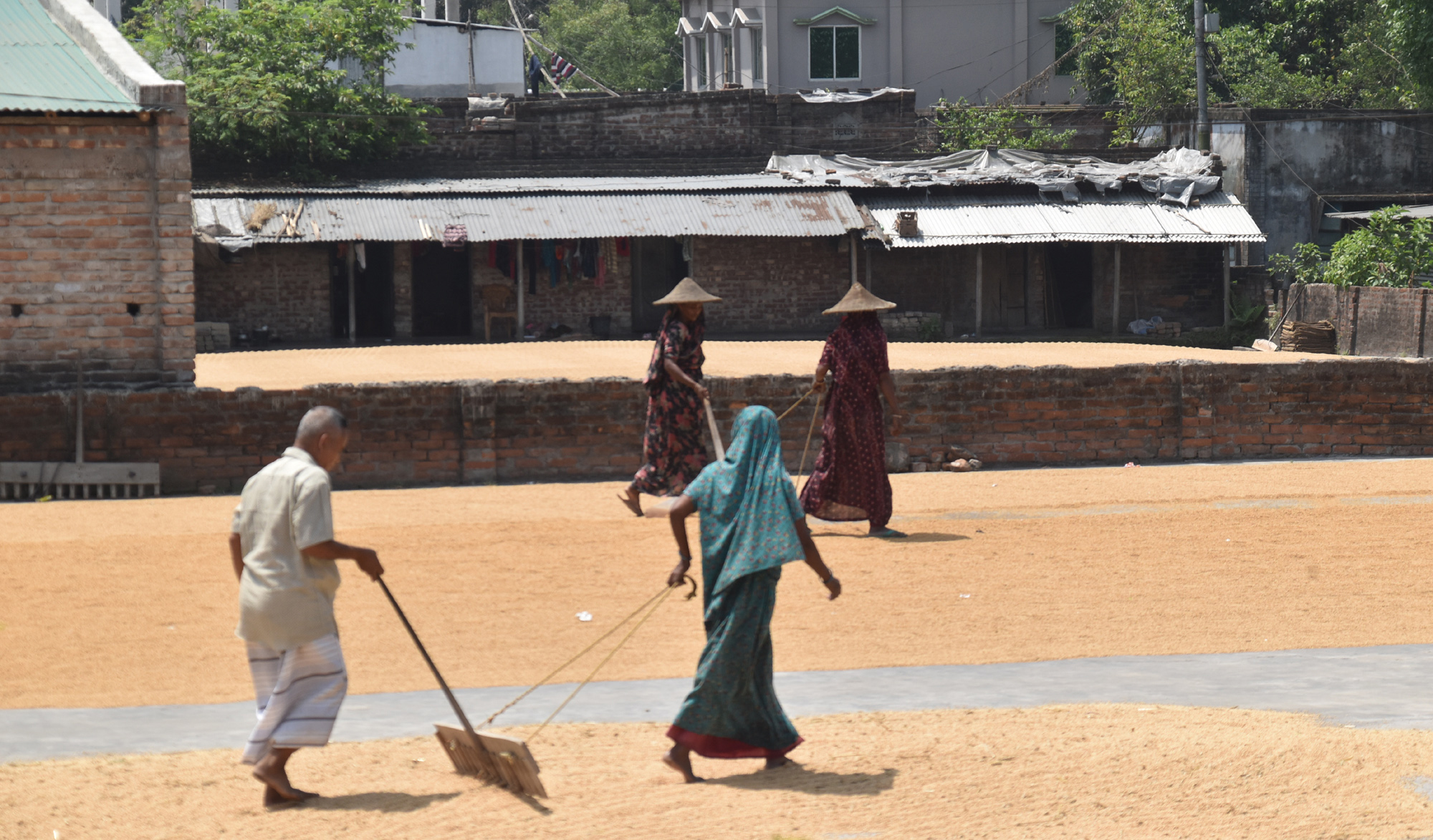 প্রচণ্ড গরমের মধ্যেও থেমে নেই ধান শুকানোর কাজ। রাজশাহীর পবা উপজেলার নওহাটা পৌরসভার নওহাটা এলাকার একটি চাতালে প্রখর রোদে মাথায় মাথাল দিয়ে ধান শুকাতে ব্যস্ত নারী ও পুরুষ শ্রমিকেরা। ছবি: মিলন শেখ