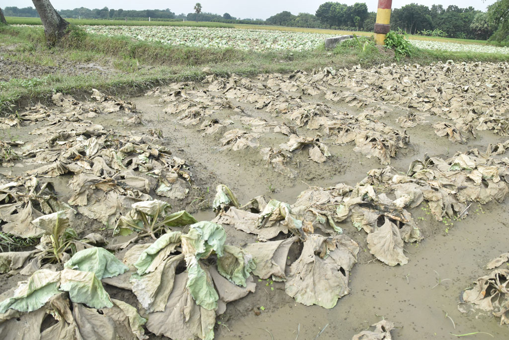 বৃষ্টির পানিতে নষ্ট হয়েছে বাঁধাকপির খেত। এতে কপাল পুড়েছে কৃষকের। রাজশাহীর গোদাগাড়ী উপজেলার দেওপাড়া ইউনিয়ন এলাকা থেকে তোলা। ছবি: মিলন শেখ