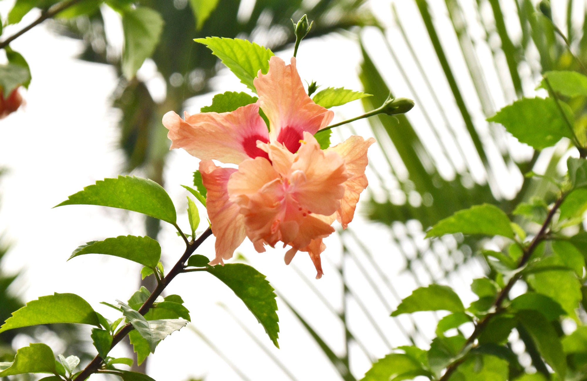 রাজশাহী নগরীর নর্দান ইলেকট্রিসিটি সাপ্লাই কোম্পানি (নেসকো) বা বিদ্যুৎ অফিস ভবনের সামনের ফুলবাগানে ফুটেছে উজ্জ্বল লাল রঙের এই হিবিস্কাস। সৌন্দর্যে মন কেড়ে নেওয়া এই ফুল স্থানীয়ভাবে রোজিনেবিশ বা চিনিসিশা নামেও পরিচিত। এর পাপড়ির বিস্তার, রঙের ঔজ্জ্বল্য ও পরাগ চক্রের গঠন এই ফুলকে করে তোলে আকর্ষণীয়। ছবি: মিলন শেখ