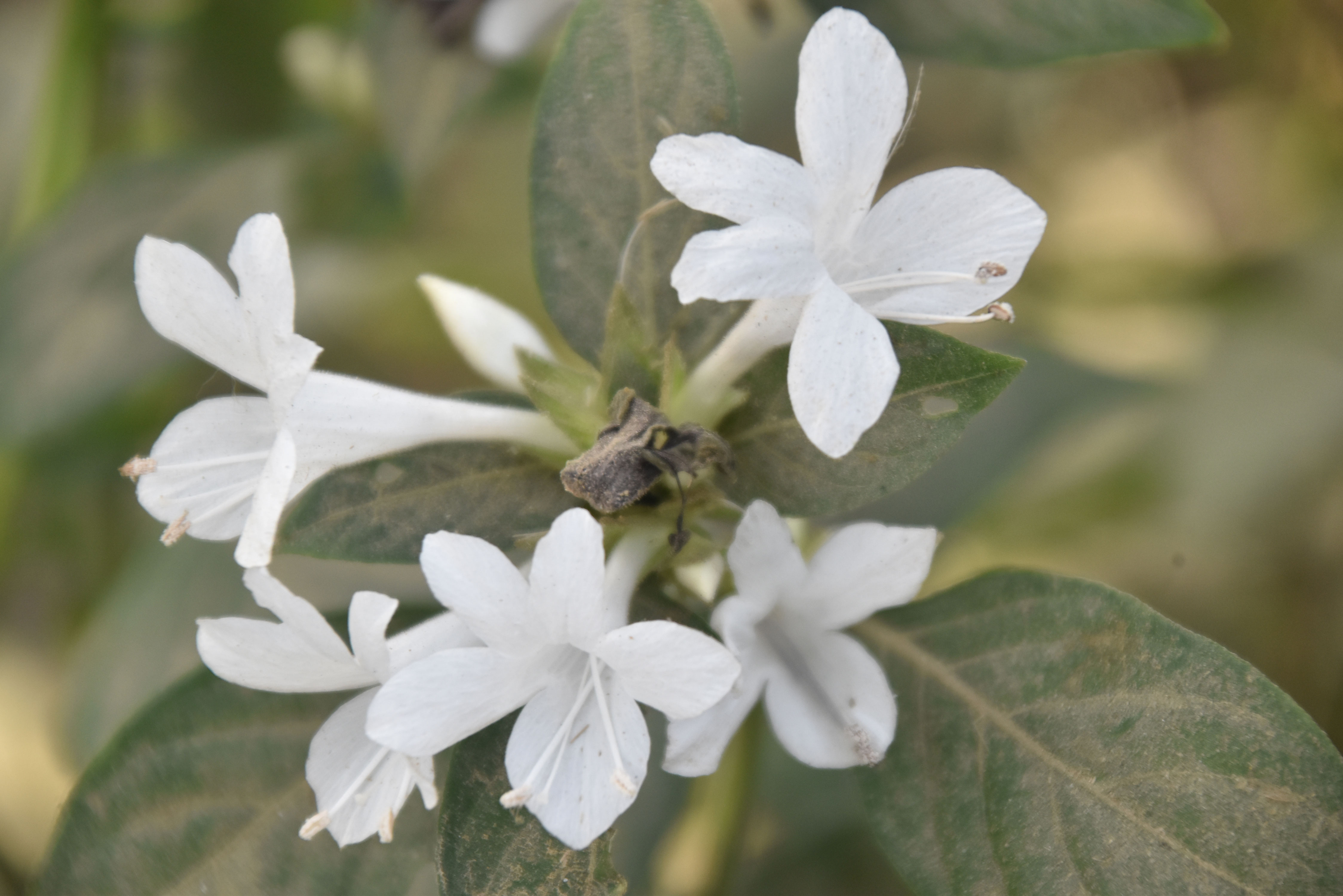 রাজশাহীর গোদাগাড়ী উপজেলার দেওপাড়া ইউনিয়নের ডাইংপাড়া সড়কের পাশে ফুটে থাকা বারলেরিয়া ক্রিস্টাটার (Barleria cristata)। দক্ষিণ এশিয়ার চিরহরিৎ এই গুল্মজাতের ফুল গোলাপি, বেগুনি বা সাদা রঙের হয়। ছবি: মিলন শেখ