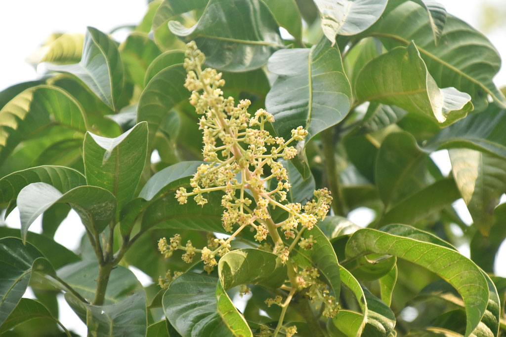 শীত এখনো পুরোদমে দেখা দেয়নি। কিন্তু এর মধ্যেই রাজশাহীর কোট আমবাগান ভরে উঠেছে মুকুলে। এই সোনালি মুকুল হলো বসন্তের আগমন ও গ্রীষ্মের প্রাচুর্যের প্রথম ইশারা। প্রকৃতির এই অপরূপ দৃশ্যে মিশে আছে ফলের রাজত্বের হাতছানি। ছবি: মিলন শেখ