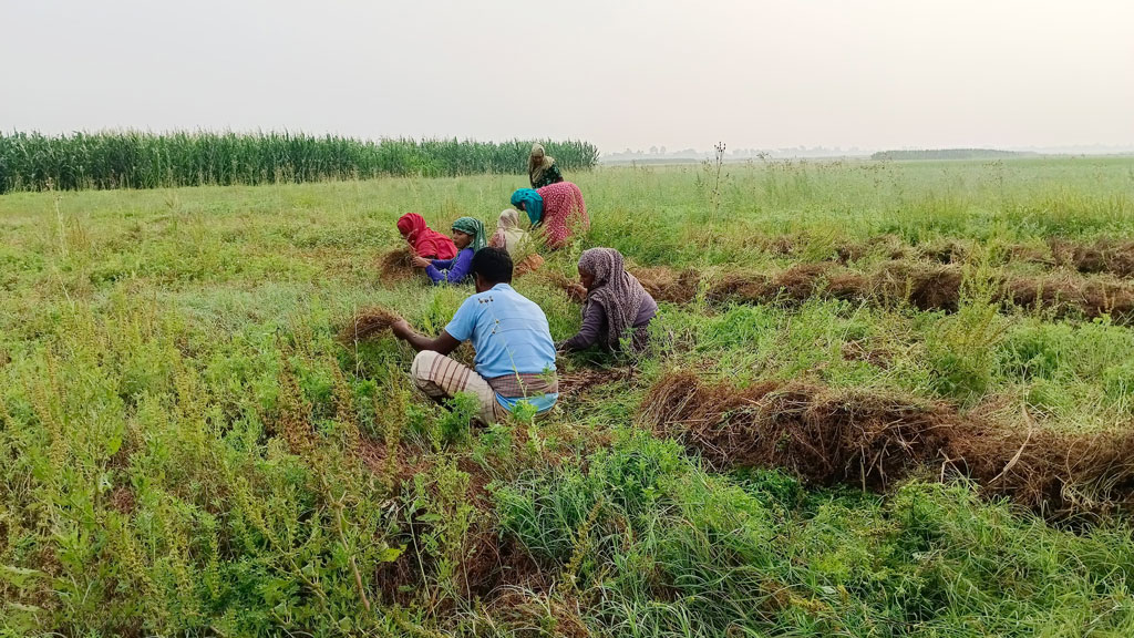 অন্যান্য বছরের তুলনায় এবার মসুরের ভালো ফলন হয়েছে। বিঘাপ্রতি ১০ মণ হারে ফলন পাবেন বলে আশা করছেন কৃষকেরা। প্রতিবছরের মতো এবারও পুরুষ শ্রমিকের পাশাপাশি নারী শ্রমিকেরা পারিশ্রমিকের বিনিময়ে মসুর তুলে দিচ্ছেন। পাবনার চাটমোহর উপজেলার ছাইকোলা ইউনিয়নের ঝাকড়া বিল থেকে আজ সকালে তোলা। ছবি: শুভাশীষ ভট্টাচার্য্য তুষার