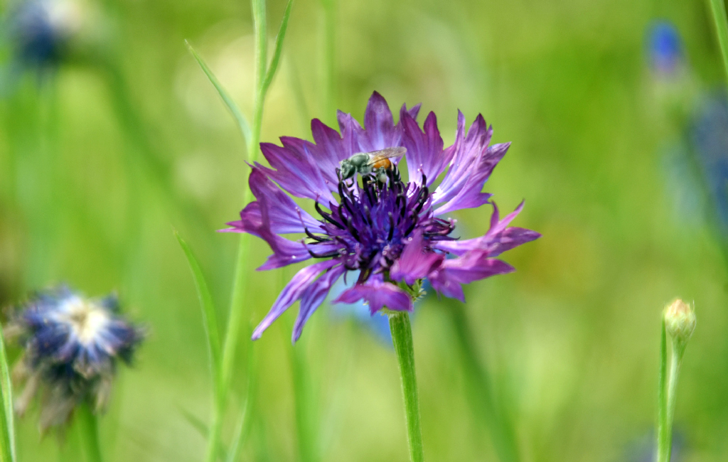 রাজশাহী নগরের আরডি ভবনের ফুলবাগানে ফুটেছে কফ্লাওয়ার বা কর্নফ্লাওয়ার (বৈজ্ঞানিক নাম Centaurea cyanus), যা ব্যাচেলর’স বাটন নামেও পরিচিত। উজ্জ্বল নীল ও সূক্ষ্ম পাপড়ির এই বর্ষজীবী ফুল পরাগবাহী পোকামাকড়, বিশেষ করে মৌমাছি ও প্রজাপতির কাছে আকর্ষণীয়। রৌদ্রোজ্জ্বল ও সুনিষ্কাশিত মাটিতে ভালো জন্মানো এই গাছের উচ্চতা সাধারণত ২০ থেকে ৮০ সেন্টিমিটার হয়। বাংলায় এটি ‘নীল চন্দনা’ নামে পরিচিত। ছবি: মিলন শেখ