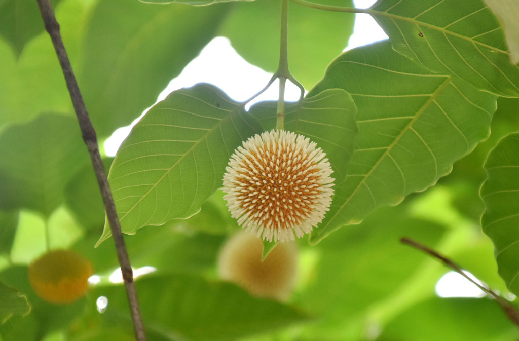 বর্ষার আগমনী বার্তা নিয়ে রাজশাহী নগরজুড়ে ফুটেছে কদম ফুল। নগরীর বিভিন্ন সড়ক ও এলাকায় কদমগাছের ডালজুড়ে শোভা ছড়াচ্ছে সাদা-হলুদ রঙের গোলাকার এই ফুল। রাজশাহী নগরীর দরগাপাড়া এলাকা থেকে আজ দুপুরে তোলা। ছবি: মিলন শেখ