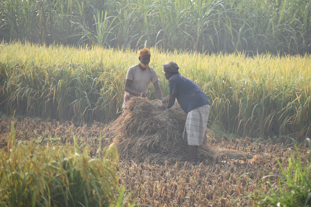 ভোরের কুয়াশার চাদর ভেদ করে ঘরে ফিরছে সোনালি ফসল। কনকনে শীতের সকালে কৃষকের অক্লান্ত পরিশ্রমের ফল—মাঠে কেটে রাখা আমন ধান হাসিমুখে তুলে নিচ্ছেন কৃষকেরা। রাজশাহীর পুঠিয়া উপজেলার বেলপুকুর ইউনিয়নের ভড়ুয়াপাড়া গ্রামের বিল থেকে আজ সকালে তোলা। ছবি: মিলন শেখ