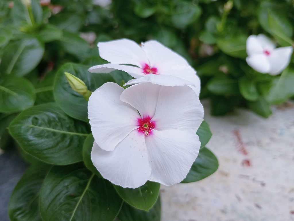 দিনের ছবি (১৮ আগস্ট, ২০২৬)