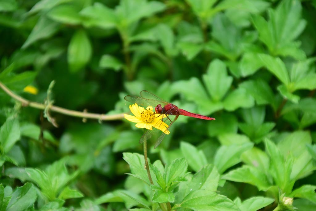 হলুদ ফুলের ওপর বসে থাকা একটি লাল স্কিমার প্রজাতির ড্রাগনফ্লাই (বৈজ্ঞানিক নাম: Crocothemis servilia)। উজ্জ্বল লাল রঙের জন্য পরিচিত এই প্রজাতির ড্রাগনফ্লাই সাধারণত জলাশয়ের কাছাকাছি পাওয়া যায়। দক্ষিণ ও দক্ষিণ-পূর্ব এশিয়ার স্থানীয় এই পতঙ্গকে ‘রাডি মার্শ স্কিমার’ নামেও ডাকা হয়। ছবিটি রাজশাহী নগরীর বোসপাড়া এলাকা থেকে তোলা। ছবি: মিলন শেখ।
