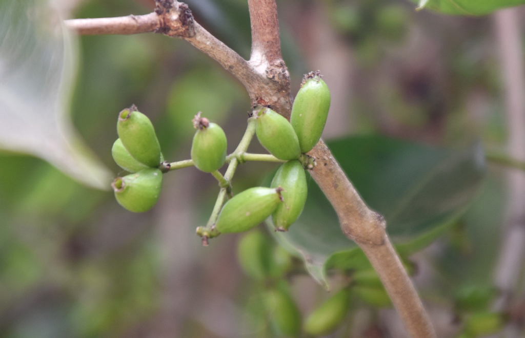 গরমের আরেক সুস্বাদু ফল জাম। গাছে গাছে কাঁচা জাম ঝুলছে। রাজশাহী নগরীর পাঠানপাড়া এলাকা থেকে তোলা। ছবি: মিলন শেখ