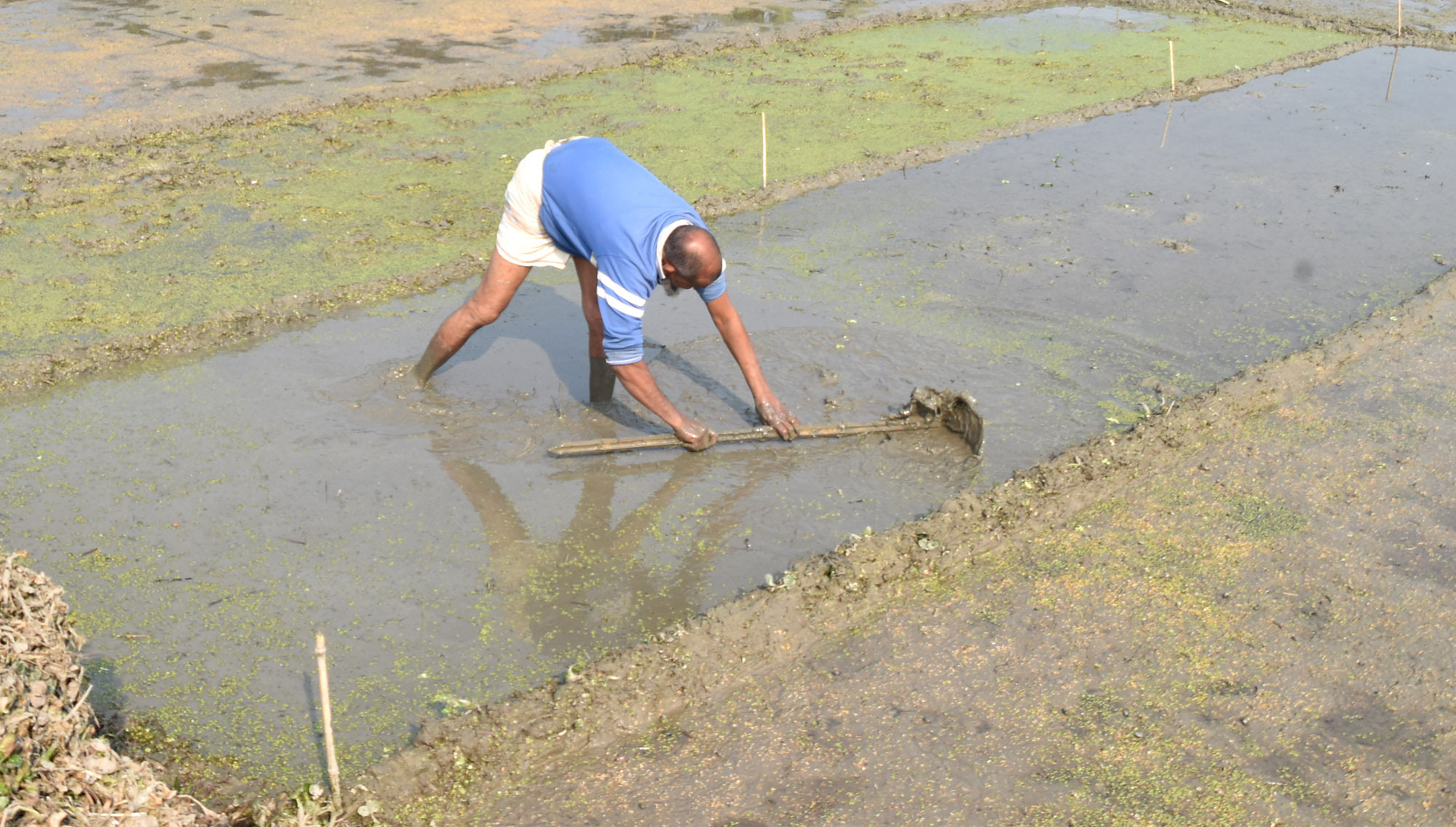 আসন্ন আবাদ মৌসুমের প্রস্তুতি হিসেবে ধানের বীজতলা তৈরির কাজে সকাল থেকে ব্যস্ত সময় পার করছেন এক কৃষক। রোদ-ঘামে ভেজা মাঠে পরম যত্নে চারা তৈরির এই কাজ কৃষিজীবনের চিরচেনা দৃশ্য। রাজশাহীর পবা উপজেলার নওহাটা পৌরসভা এলাকার একটি জমি থেকে তোলা। ছবি: মিলন শেখ
