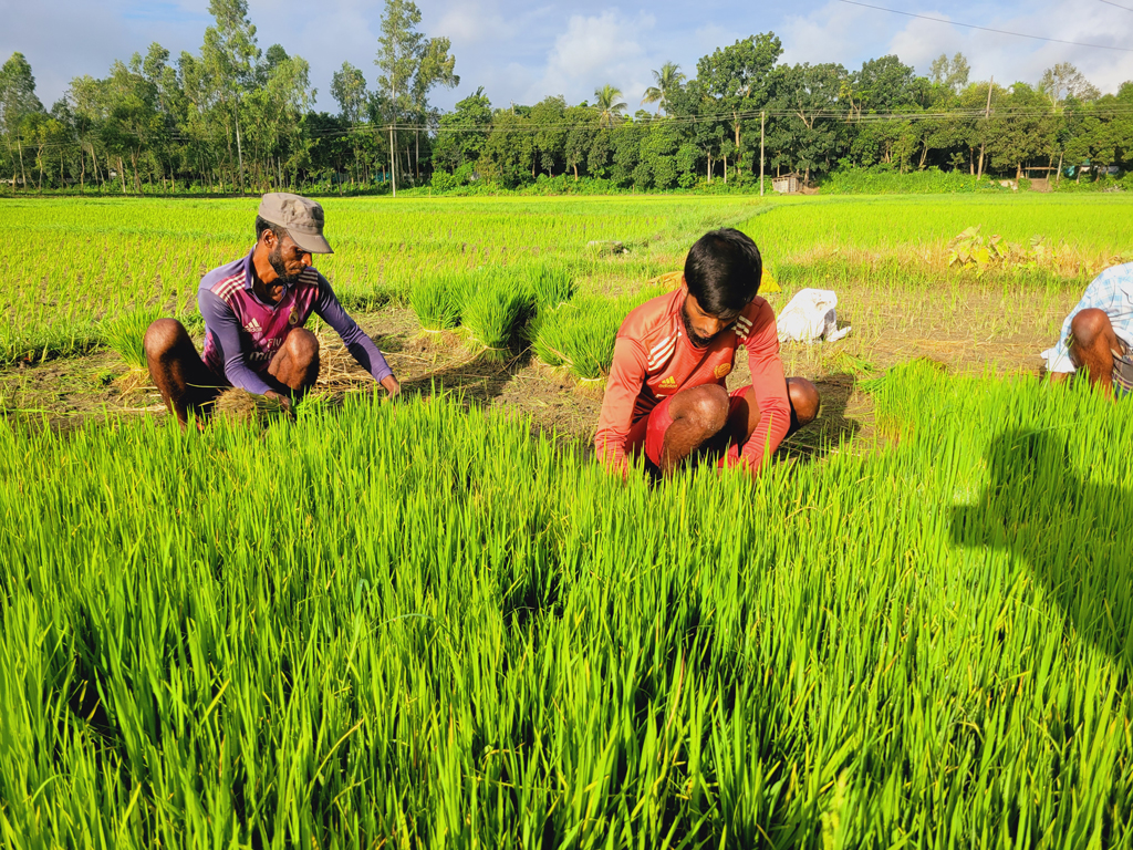 নরসিংদীর মাঠে মাঠে আমন ধান রোপণের প্রস্তুতি চলছে। রোপণের জন্য জমি থেকে ধানের চারা তুলছেন কৃষকেরা। আজ সকালে নরসিংদীর রায়পুরা উপজেলার পূর্ব হরিপুর গ্রাম থেকে তোলা। ছবি: হারুনূর রশিদ