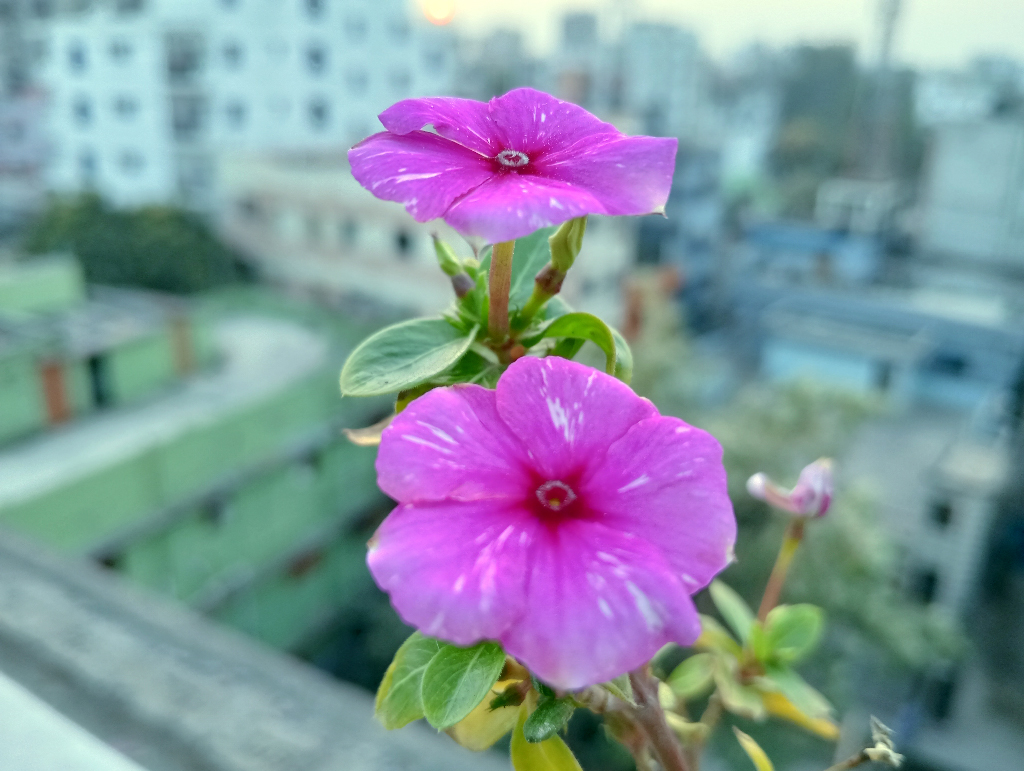 রাজশাহী নগরীর আলুপট্টি এলাকায় ছাদবাগানে ফুটেছে মাদাগাস্কার পেরিউইঙ্কল (ক্যাথারান্থাস রোজাস), যা ভিনকা বা ‘সাদা বাহার’ নামেও পরিচিত। বহুবর্ষজীবী এই উদ্ভিদ দীর্ঘ সময় ফুল দেয়। পূর্ণ রোদে ভালো জন্মে এবং খরা সহনশীল হলেও গাছটি মানুষ ও পোষা প্রাণীর জন্য বিষাক্ত। ছবি: মিলন শেখ