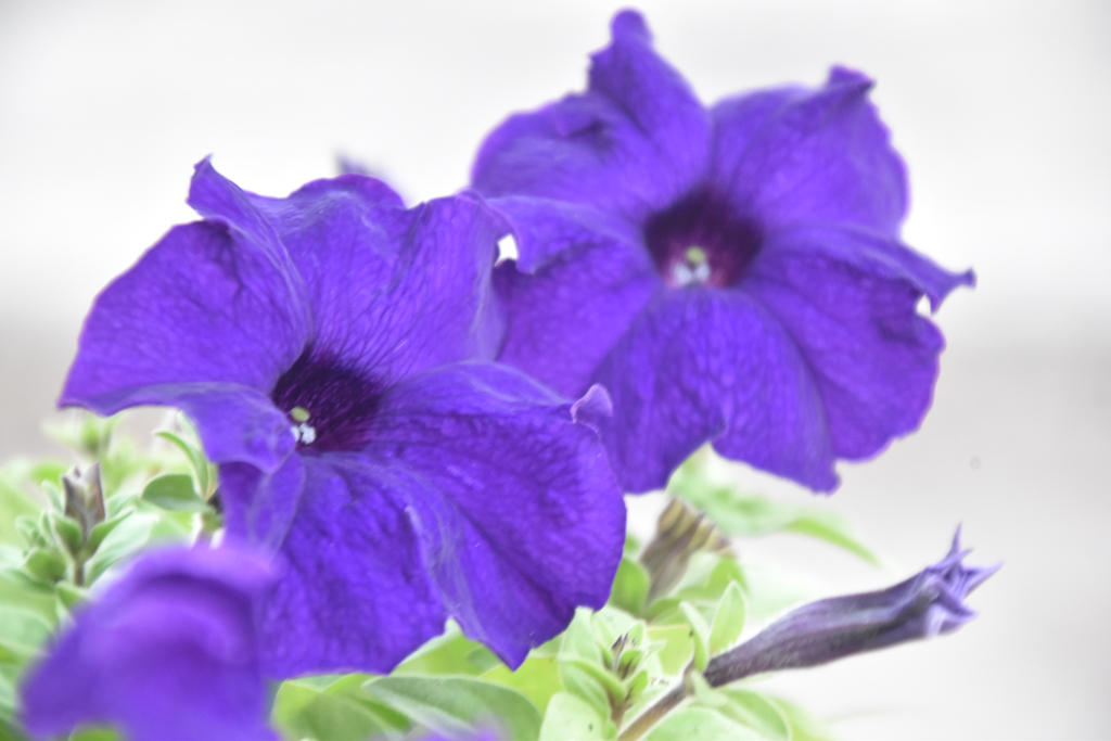 বেগুনি পেটুনিয়া একটি জনপ্রিয় ফুল। যা বিভিন্ন রঙে পাওয়া যায়। এটি রাজকীয়তা, রহস্য ও সম্মানের প্রতীক। এটি দক্ষিণ আমেরিকার একটি উদ্ভিদ। যা বাগানে, টবে বা ঝুলন্ত ঝুড়িতে লাগানো হয় এবং বসন্ত ও গ্রীষ্মকালে ফোটে। এর বেগুনি রং এবং সুগন্ধি এটিকে একটি আকর্ষণীয় ফুল করে তোলে। যা শান্ত এবং সুন্দর পরিবেশ তৈরি করে। রাজশাহী নগরীর সাগরপাড়া এলাকার একটি বাড়ির ছাদের টব থেকে তোলা। ছবি: মিলন শেখ