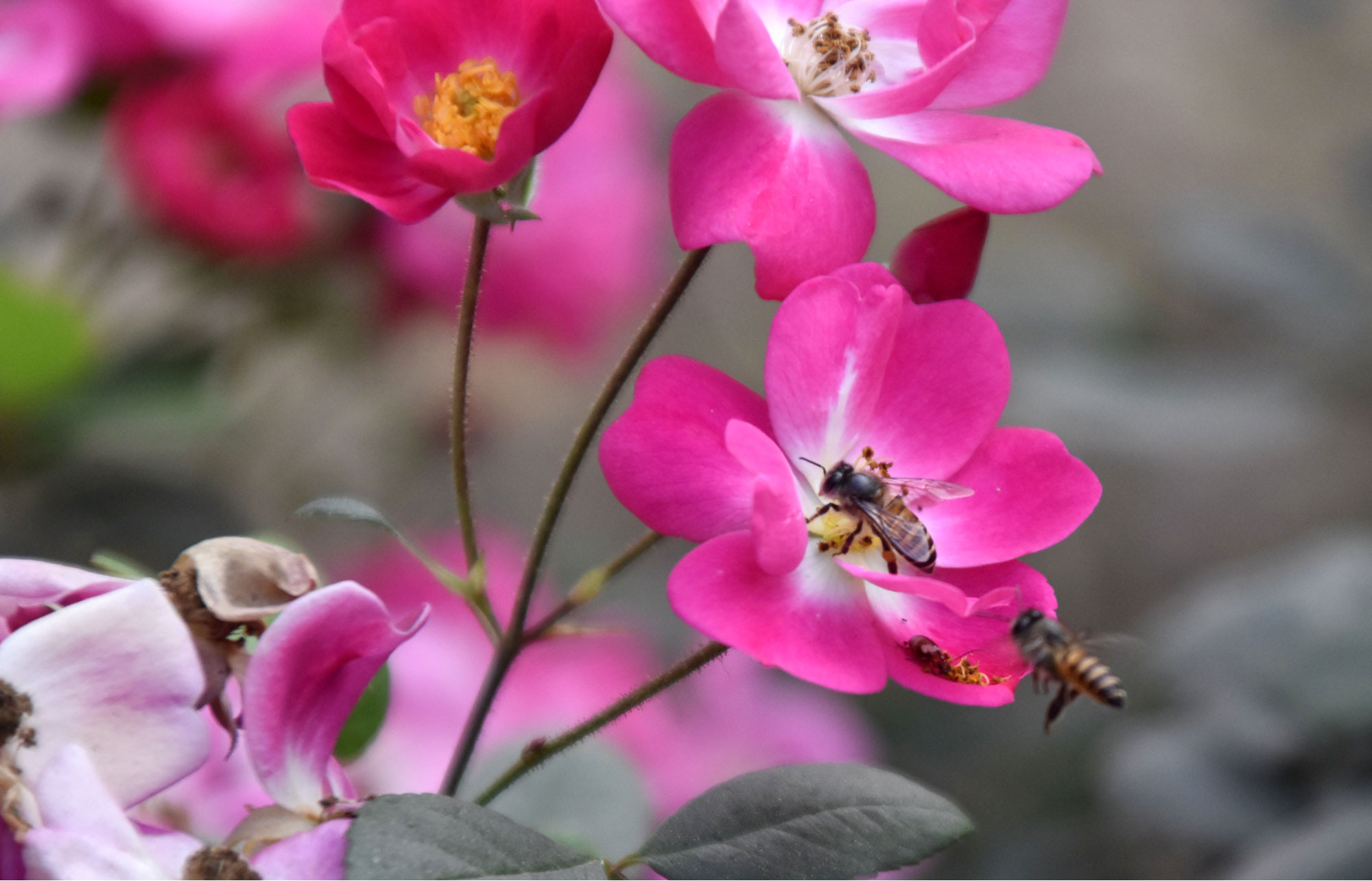 দিনের ছবি (১০ ফেব্রুয়ারি ২০২৬)