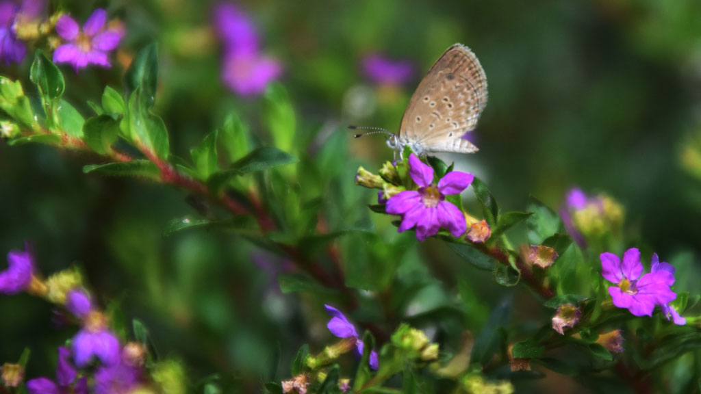 বেগুনি রঙের প্রাণবন্ত ফুল থেকে মধু আহরণে মগ্ন এক মনোমুগ্ধকর প্রজাপতি। প্রকৃতির এই অপরূপ দৃশ্যটি ক্যামেরাবন্দী হয়েছে রাজশাহী নগরীর সার্কিট হাউস প্রাঙ্গণ থেকে। ছবি: ছবি মিলন শেখ