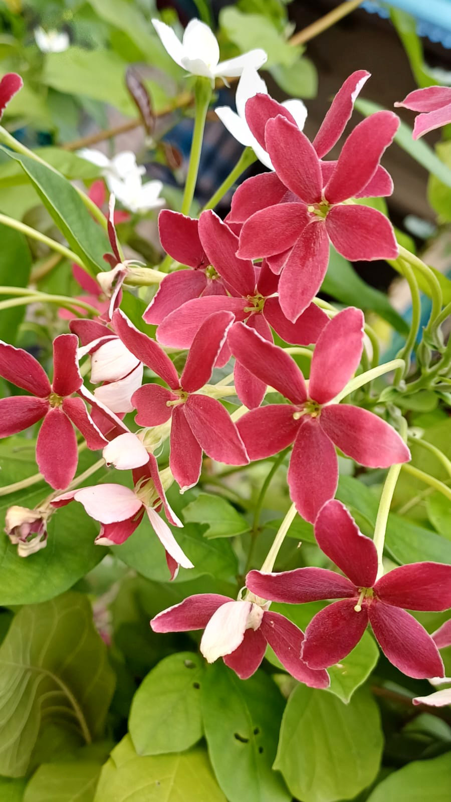 সাতক্ষীরা জেলার পাটকেলঘাটা উপজেলার ধানদিয়া এলাকায় আপনা-আপনি ফুটে উঠেছে মাধবীলতা। সবুজ পাতার মাঝে প্রস্ফুটিত এই ফুল যেন আপন মাধুরীতে মোহিত করে রাখে পথচারীদের। চোখ জুড়িয়ে যাওয়া এমন সৌন্দর্য প্রকৃতির এক অনবদ্য উপহার। ছবি: মুজিবুর রহমান