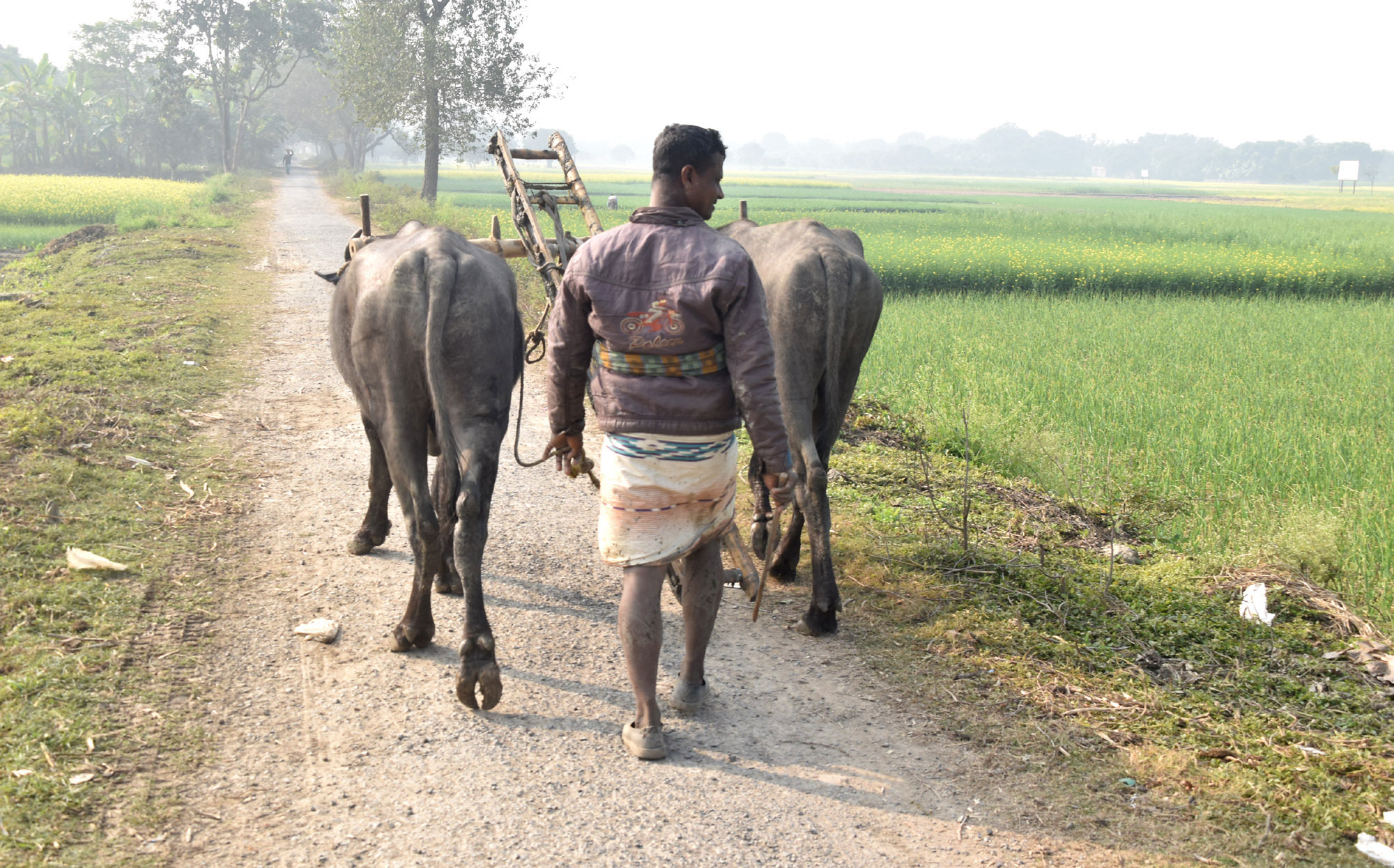 বরেন্দ্র অঞ্চলে ভোর থেকে জমিতে মই দেওয়ার কাজ শেষে মহিষ নিয়ে কাদামাখা শরীরে বাড়ি ফিরছেন এক কৃষক। রাজশাহীর পবা উপজেলার হড়গ্রাম ইউনিয়নের খিরশিন টেকর এলাকার গ্রামীণ সড়ক থেকে তোলা। ছবি: মিলন শেখ
