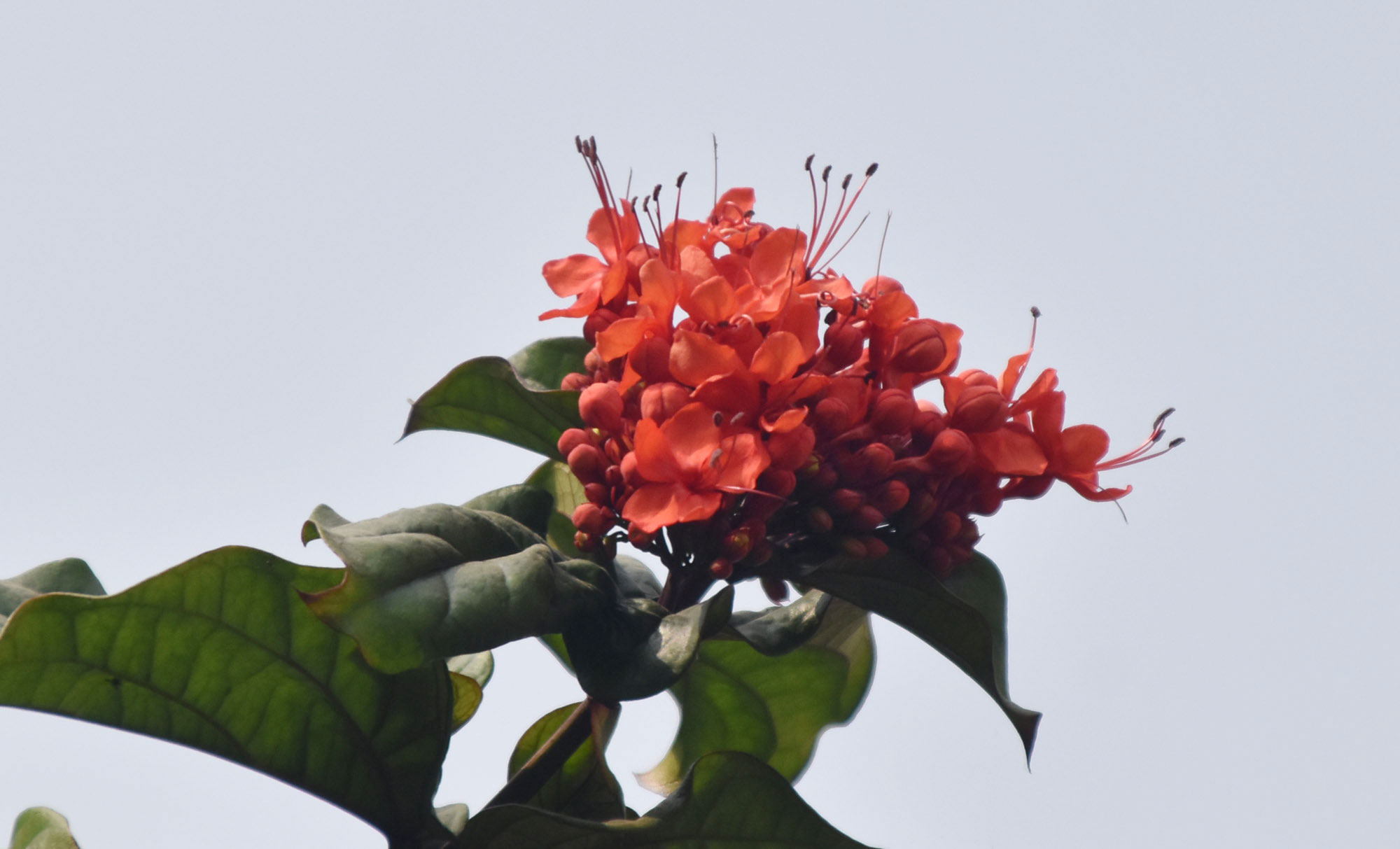 ক্লেরোডেনড্রাম স্প্লেন্ডেন্স। এটি সাধারণভাবে জ্বলন্ত গ্লোরিবাওয়ার বা গ্লোরি ট্রি নামে পরিচিত। গ্রীষ্মমণ্ডলীয় পশ্চিম আফ্রিকার এই চিরহরিৎ আরোহী ঝোপজাতীয় উদ্ভিদটি প্রায় ৩ মিটার লম্বা হয়। ঘন গুচ্ছে ফোটা উজ্জ্বল লাল, নলাকার ফুল এর প্রধান বৈশিষ্ট্য। আংশিক ছায়া থেকে পূর্ণ রোদ এবং আর্দ্র, ভালো নিষ্কাশনযুক্ত মাটিতে এটি ভালোভাবে বেড়ে ওঠে। রাজশাহী নগরীর গুড়িপাড়া এলাকার একটি বাড়ির সামনের গেট থেকে তোলা। ছবি: মিলন শেখ