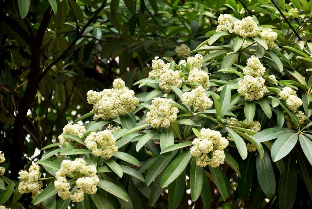 রাজশাহী নগরীর গেটার রোডের কাদিরগঞ্জ এলাকা থেকে লক্ষ্মীপুর মোড় পর্যন্ত সড়কের দুই পাশজুড়ে ছাতিম গাছে ফুটতে শুরু করেছে থোকায় থোকায় সাদা ফুল। সবুজ পাতার ফাঁকে ফুটে থাকা এসব ফুল দূর থেকেই পথচারীদের দৃষ্টি কাড়ছে। ছাতিম ফুলের সৌন্দর্য ও মিষ্টি সুবাসে সড়কের পরিবেশেও যোগ হয়েছে ভিন্ন এক আবহ। ঋতুর পরিবর্তনের সঙ্গে প্রকৃতিতে ছাতিম ফুলের এই আগমন নগরজীবনের ব্যস্ততার মাঝেও পথচারীদের মনে প্রশান্তি এনে দিচ্ছে। ছবি: মিলন শেখ
