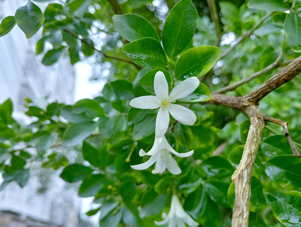 মধুকামিনী, যা মক অরেঞ্জ নামেও পরিচিত। এটি ছোট পাঁচ পাপড়িযুক্ত সাদা ও মনোমুগ্ধকর সুগন্ধি ফুলের জন্য সমাদৃত। চিরহরিৎ এ গুল্মটি বাগানের হেজ ও বনসাই হিসেবে ব্যাপকভাবে ব্যবহৃত হয়। ফুল ফোটার পাশাপাশি গাছে ধরে আকর্ষণীয় কমলা-লাল রঙের বেরি। ছবিটি নগরীর সাগরপাড়া এলাকার একটি বাড়ির পাশের বাগান থেকে তোলা। ছবি: মিলন শেখ