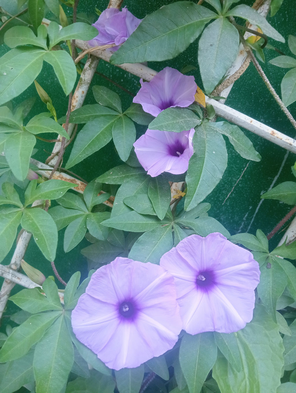 কায়রো মর্নিং গ্লোরি (Ipomoea cairica)। গাছগুলো দ্রুত বর্ধনশীল, বহু বর্ষজীবী লতানো উদ্ভিদ, যা প্রায় সময় বেড়া বা নদীর তীরে দেখা যায়। তাদের আকর্ষণীয়, ট্রাম্পেট আকৃতির ফুল ফোটে, যা সাধারণত ল্যাভেন্ডার, বেগুনি বা সাদা রঙের হয় এবং এর কেন্দ্রভাগটি গাঢ় রঙের হয়ে থাকে। রাজশাহী বিশ্ববিদ্যালয় এলাকা থেকে তোলা। ছবি: মিলন শেখ