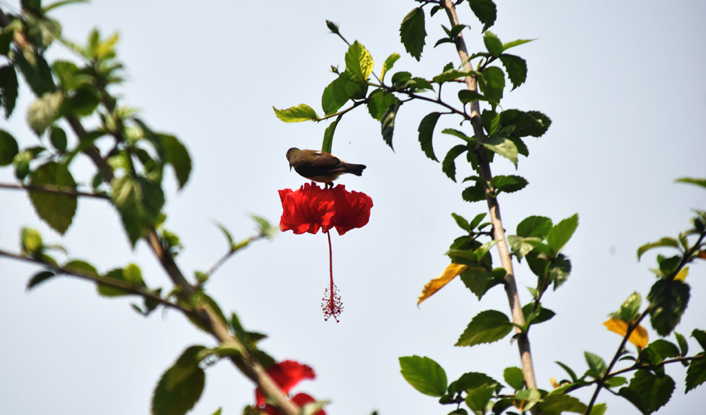 লাল জবা ফুলে বসে মধু আহরণে ব্যস্ত একটি মৌটুসি পাখি। বসন্তের উজ্জ্বল সকালে ফুলের মধু সংগ্রহে পাখিটির এমন ব্যস্ততা প্রকৃতির এক অপূর্ব দৃশ্য তুলে ধরে। রাজশাহীর পবা উপজেলার দেওপাড়া ইউনিয়নের বাংলাকান্দর এলাকায়। ছবি: মিলন শেখ
