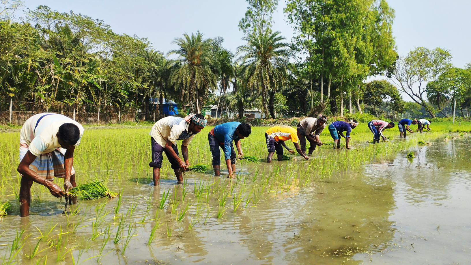 পারিশ্রমিকের বিনিময়ে দল বেঁধে জমিতে বোরো ধানের চারা রোপণ করছেন কৃষিশ্রমিকেরা। পাবনার চাটমোহর উপজেলার মথুরাপুর ইউনিয়নের ভাঁদড়া বিল থেকে তোলা। ছবি: শুভাশীষ ভট্টাচার্য্য তুষার