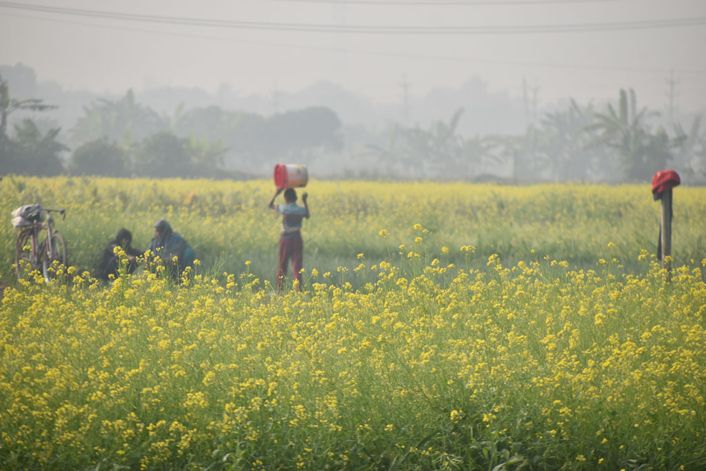 শীতের কুয়াশাভরা সকালে মাঠে নেমেছেন কৃষক–কৃষাণীরা। হলুদ সরিষার ফুলে ভরা জমির মাঝখানে লাগানো পেঁয়াজ তুলতে ব্যস্ত তাঁরা। পরিবারের সঙ্গে শিশুরাও কাজে যোগ দিয়েছে। রাজশাহীর পুঠিয়া উপজেলার বেলপুকুর ইউনিয়নের একটি মাঠ। ছবি: মিলন শেখ