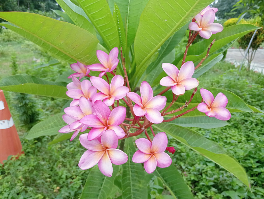 দিনের ছবি (৩ আগষ্ট , ২০২৬)