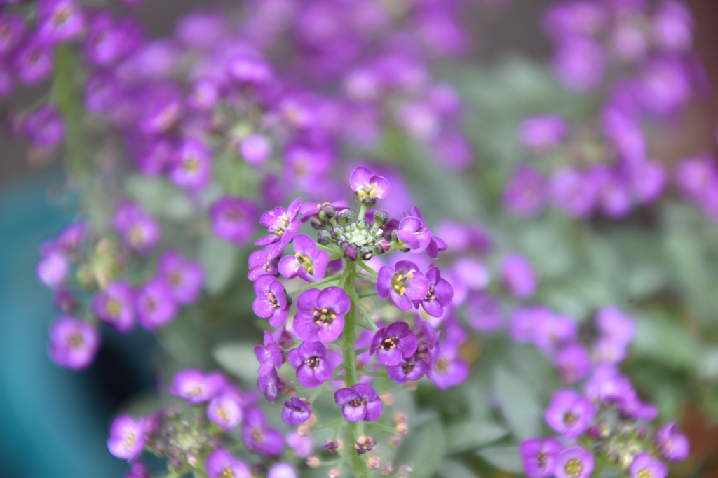 মিষ্টি অ্যালিসাম ফুল। বৈজ্ঞানিক নাম লোবুলারিয়া মেরিটিমা। এই উদ্ভিদ ক্ষুদ্র ও সুগন্ধি ফুলের গুচ্ছের জন্য পরিচিত। সাধারণত গ্রাউন্ডকভার, বাগানের কিনারা সাজানো, পাত্র ও ঝুলন্ত ঝুড়িতে ব্যবহৃত হয়। একবার গজালে খরা সহনশীল ও পূর্ণ রোদ থেকে আংশিক ছায়ায় ভালোভাবে বেড়ে ওঠে। বসন্ত থেকে গ্রীষ্ম পর্যন্ত, এমনকি মৃদু জলবায়ুতে শীতকালেও ফুল ফোটে। প্রজাপতিসহ নানা পরাগবাহী পোকামাকড় আকর্ষণ করে। রাজশাহী নগরীর সাগরপাড়া এলাকার একটি ছাদবাগান থেকে তোলা। ছবি: মিলন শেখ