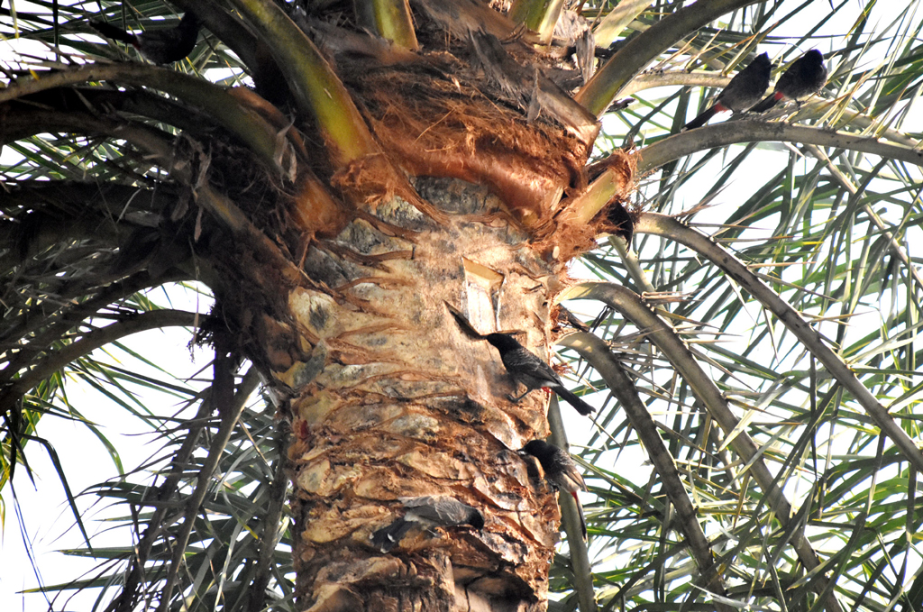 শীতের সকালে খেজুরগাছ থেকে রসের হাঁড়ি নামানোর পর গাছ বেয়ে ঝরছে রস। সেই রস খাচ্ছে বুলবুলিসহ অন্যান্য পাখি। রাজশাহীর পুঠিয়া উপজেলার বেলপুকুর ইউনিয়নের বেলপুকুর এলাকার রাস্তার পাশ থেকে তোলা। ছবি: মিলন শেখ