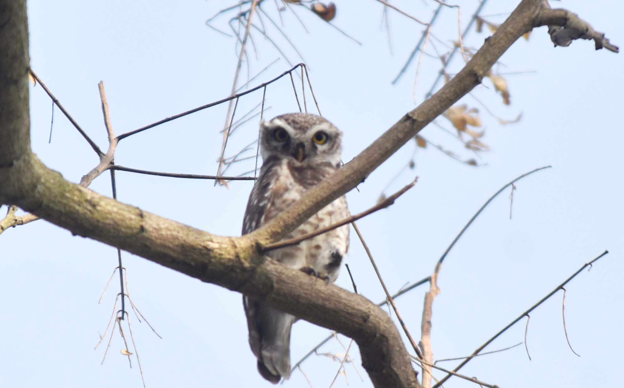প্যাঁচা। দিনের বেলা এদের খুব একটা দেখা যায় না। তবে শীতের সকালে গাছের ডালে বসে রোদ পোহাতে দেখা গেল দুটি প্যাঁচাকে। রাজশাহীর পুঠিয়া উপজেলার বেলপুকুর ইউনিয়ন ভড়ুয়াপাড়া এলাকায় আজ সকালে। ছবি: মিলন শেখ