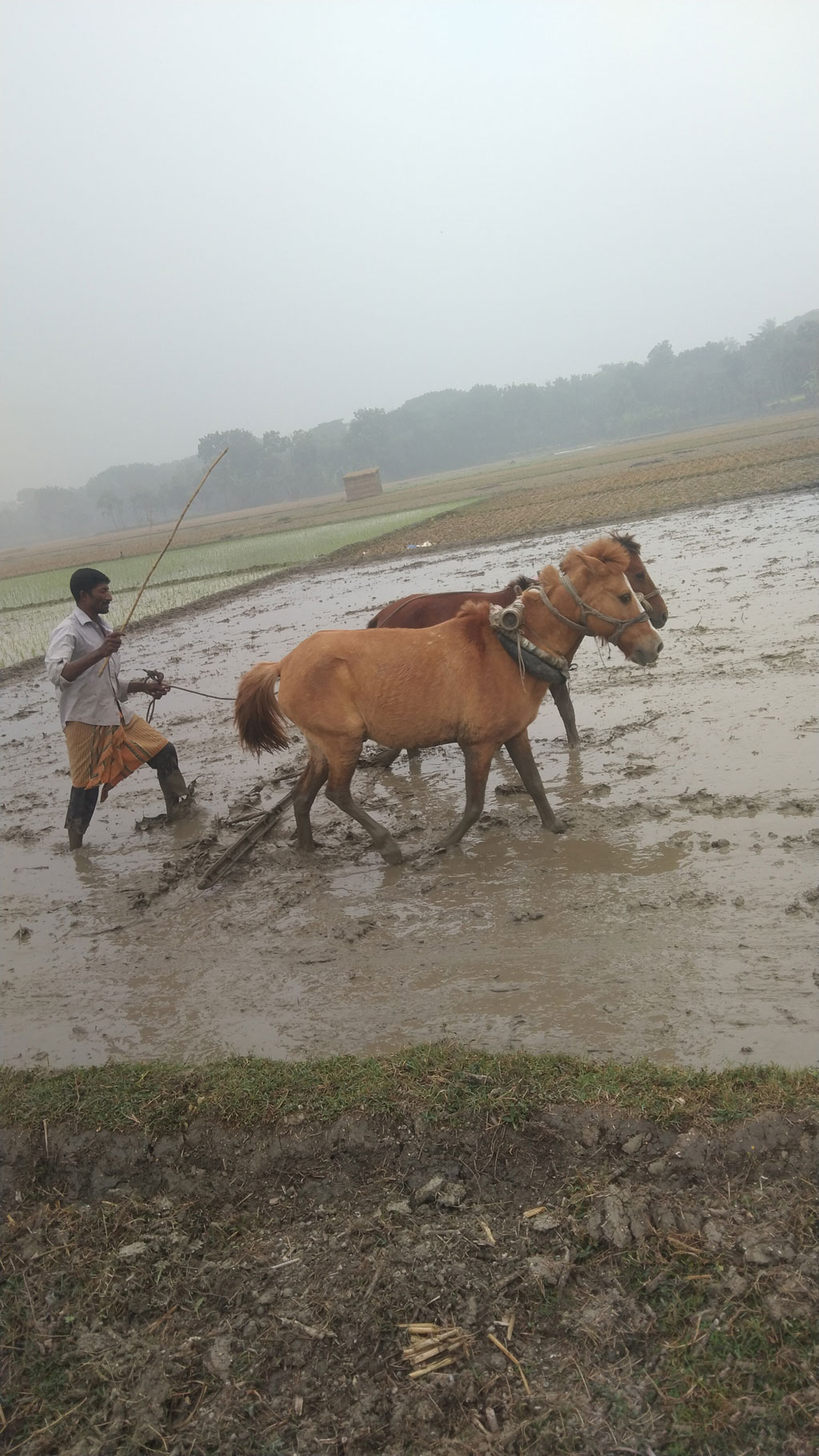 সাতক্ষীরা জেলার তালা উপজেলার পাটকেলঘাটা এলাকায় কৃষক মিজানুর রহমান ঘোড়া দিয়ে হালচাষ করছেন। পাটকেলঘাটার আমতলাডাঙ্গা বিল থেকে তোলা। ছবি: মুজিবুর রহমান