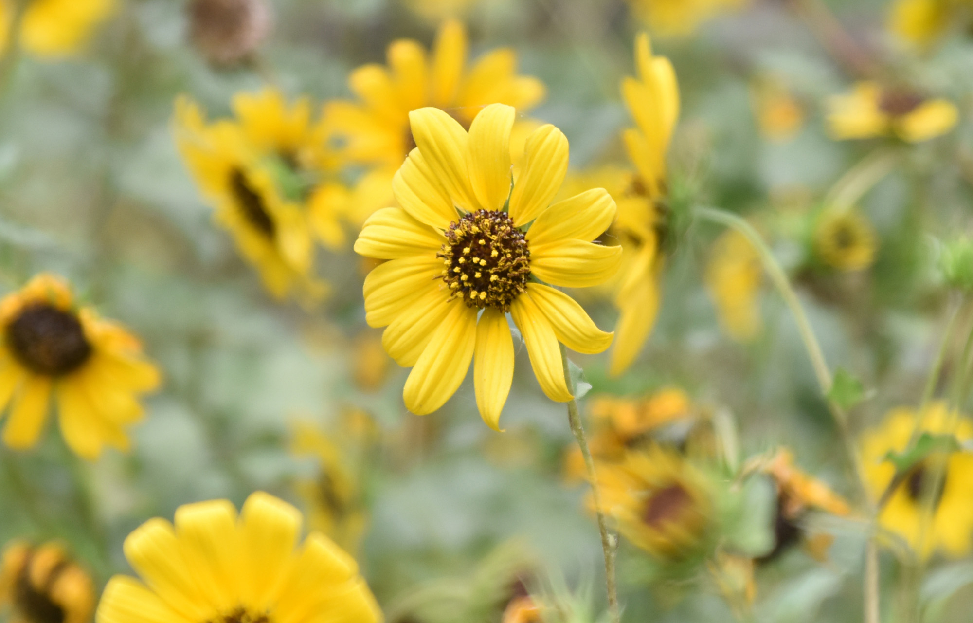 দিনের ছবি (২৯ এপ্রিল, ২০২৬)