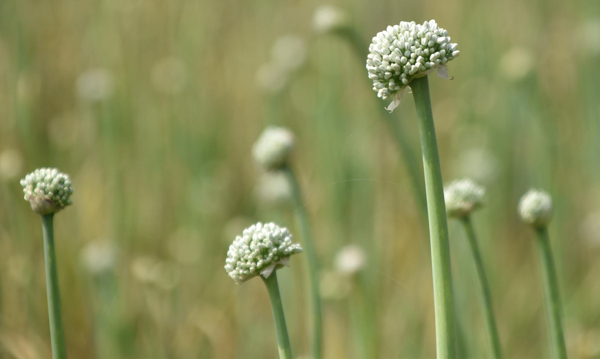 রাজশাহীর পবা উপজেলার হরিপুর ইউনিয়নের নবগঙ্গা এলাকার পদ্মা নদীর চরে চাষ করা পেঁয়াজে ফুটেছে ফুল। বিস্তীর্ণ চরে পেঁয়াজের ফুল ছড়িয়ে পড়ায় সৃষ্টি হয়েছে মনোমুগ্ধকর দৃশ্য। স্থানীয় কৃষকেরা জানান, অনুকূল আবহাওয়া ও যত্নে এবার পেঁয়াজের ভালো ফলনের আশা করছেন তাঁরা। ছবি: মিলন শেখ