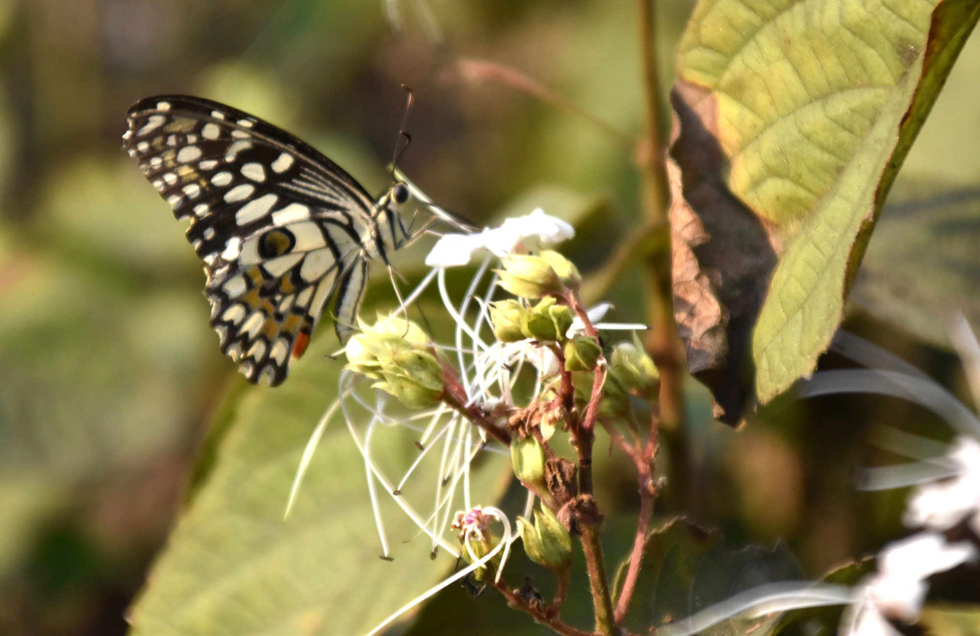 ফুল থেকে মধু আহরণ করছে প্রজাপতি। বসন্তের এই সময়ে মেহেরচণ্ডী এলাকায় বিভিন্ন জাতের প্রজাপতি দেখা যায়, যা শিশু ও বড় সবাইকে মুগ্ধ করে। রাজশাহী নগরীর মেহেরচণ্ডী বড় দীঘির পাশ থেকে তোলা। ছবি: মিলন শেখ