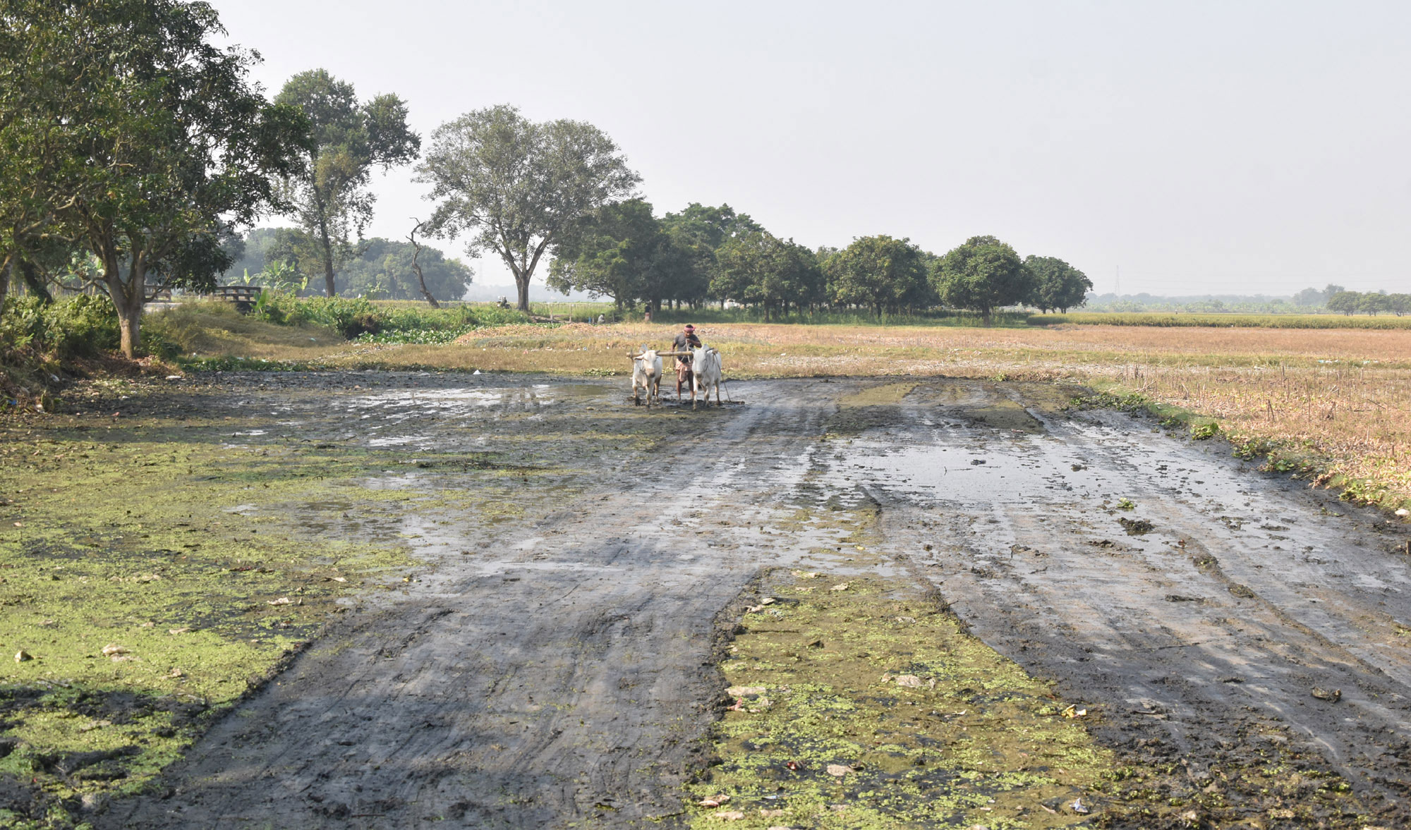 বরেন্দ্র অঞ্চলের জমিতে নতুন আবাদের প্রস্তুতি। চিরায়ত গ্রামীণ ঐতিহ্য গরু দিয়ে মই টেনে জমি প্রস্তুত করছেন এক কৃষক। ছবিটি রাজশাহীর পবা উপজেলার নওহাটা পৌরসভা এলাকার একটি বিল থেকে ক্যামেরাবন্দী করেছেন মিলন শেখ।