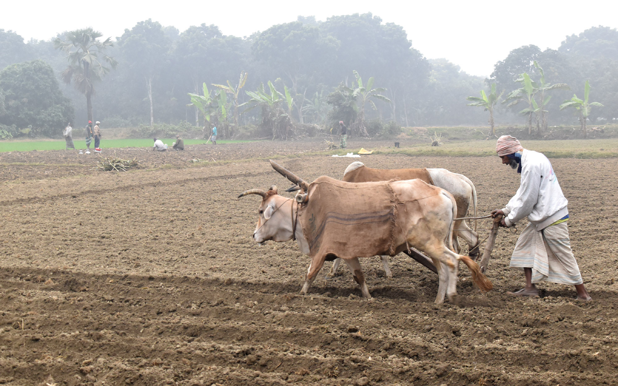 শীতের সকালে ঠাণ্ডা থেকে রক্ষা করতে গরুর গায়ে পাটের বস্তা জড়িয়ে লাঙল দিচ্ছেন এক কৃষক। রাজশাহীর পবা উপজেলার পারিলা ইউনিয়নের উত্তর কাজীপাড়া গ্রাম থেকে আজ সকালে তোলা। ছবি: মিলন শেখ