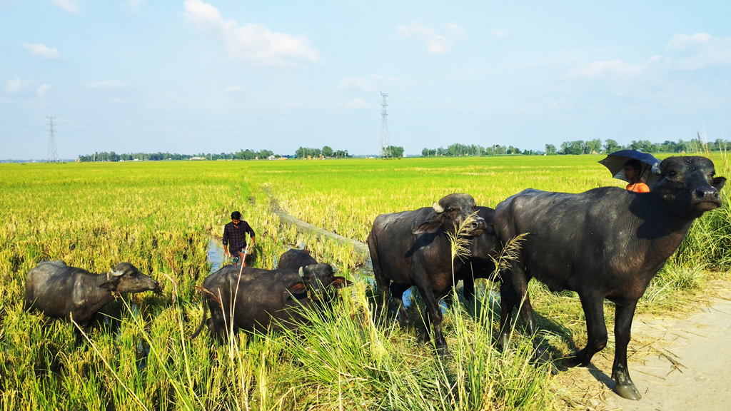 দিনের ছবি (৪ জুলাই , ২০২৬)