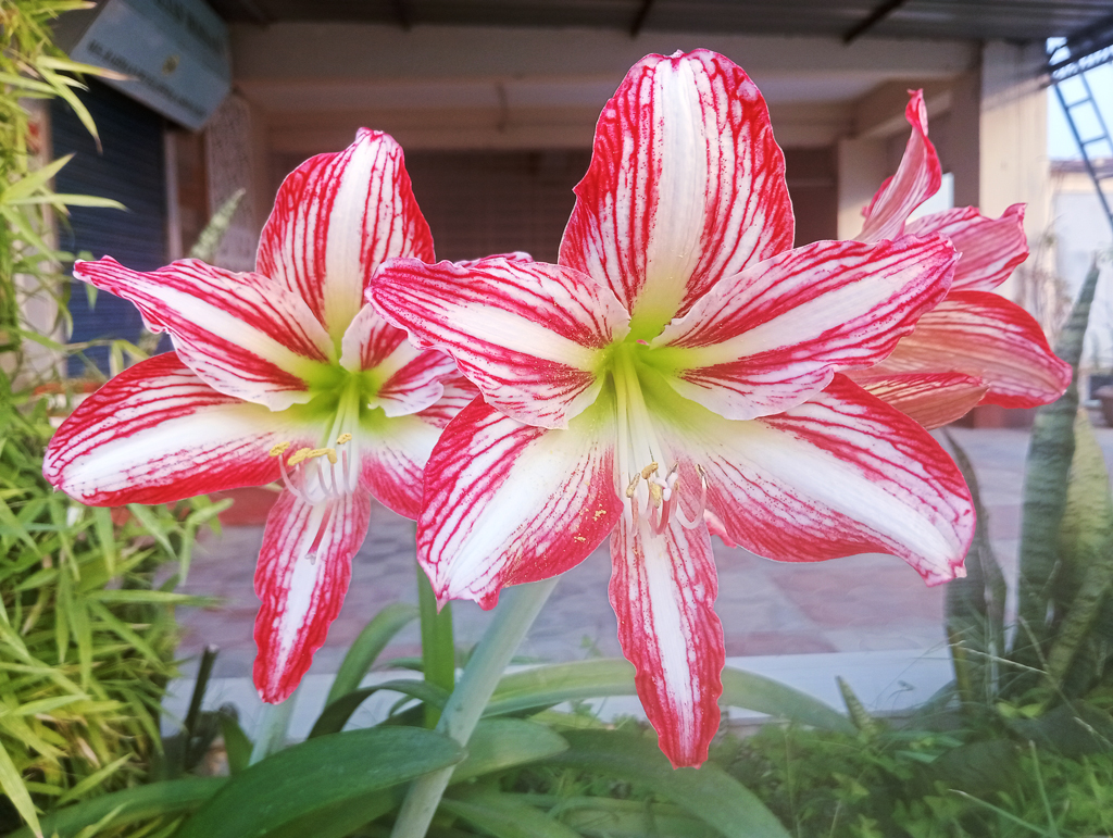 ডোরাকাটা অ্যামেরিলিস ফুল। সাদা পটভূমিতে উজ্জ্বল গোলাপি বা লাল ডোরাযুক্ত বড় ট্রাম্পেট আকৃতির ফুলটি সাধারণত স্ট্রাইপড বার্বাডোস লিলি নামে পরিচিত। বহুবর্ষজীবী বাল্বজাত এই উদ্ভিদ এক থেকে তিন ফুট পর্যন্ত লম্বা শক্ত কাণ্ডে ফুল ফোটায়। সাধারণত বসন্ত বা গ্রীষ্মে বাইরে স্বাভাবিকভাবে ফুটলেও ঘরের ভেতরে অনেক সময় শরতের শেষ ভাগ বা শীতেও এই ফুল ফোটানো যায়। রাজশাহী নগরীর আলুপট্টি মোড় এলাকার একটি ছাদবাগান থেকে তোলা।ছবি: মিলন শেখ
