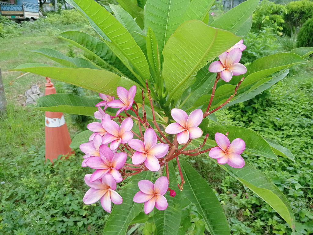 প্লুমেরিয়া বা ফ্র্যাঞ্জিপানি—মনোমুগ্ধকর সুগন্ধ আর নান্দনিক সৌন্দর্যের জন্য পরিচিত এই ফুল। পর্ণমোচী গুল্ম বা ছোট আকৃতির গাছে গুচ্ছাকারে ফোটা প্লুমেরিয়া সাধারণত ক্রান্তীয় অঞ্চলে ভালো জন্মে। রৌদ্রোজ্জ্বল পরিবেশে বেড়ে ওঠা এ ফুল সৌন্দর্যবর্ধনের পাশাপাশি চারপাশে ছড়িয়ে দেয় মিষ্টি সুবাস। ছবিটি রাজশাহীর গোদাগাড়ী উপজেলার প্রেমতলী পুলিশ ফাঁড়ির ফুলবাগান থেকে তোলা। ছবি: মিলন শেখ
