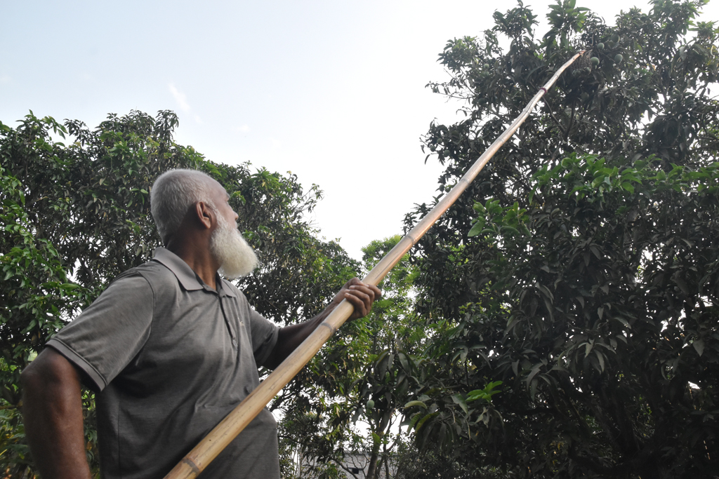 বিক্রির জন্য বাগান থেকে পাকা আম সংগ্রহ করছেন শ্রমিকেরা। ছবিটি রাজশাহী নগরের মেহেরচণ্ডী কড়ইতলা পশ্চিমপাড়া এলাকার একটি আমবাগান থেকে আজ সকালে তোলা। ছবি: মিলন শেখ